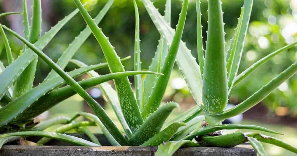 Aloe vera (Aloe barbadensis Miller) in epidermal repair and psoriatic skin hydration therapy